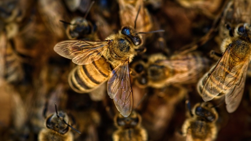 bees-4845211_1280