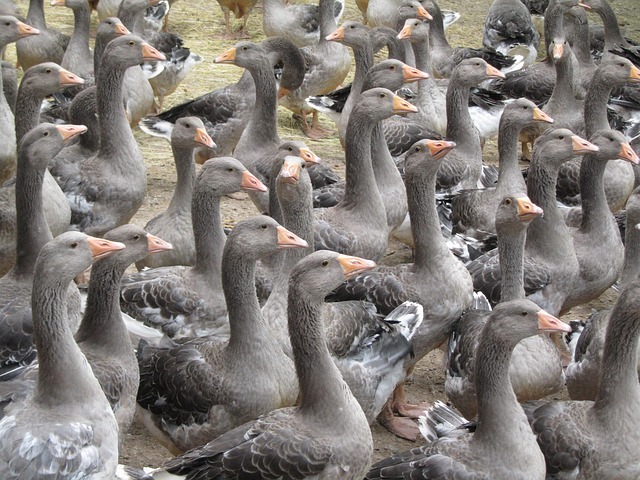 breeding-geese-1062224_640