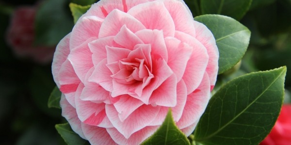 F&#202;TE DES CAM&#201;LIAS &#192; LUCQUES