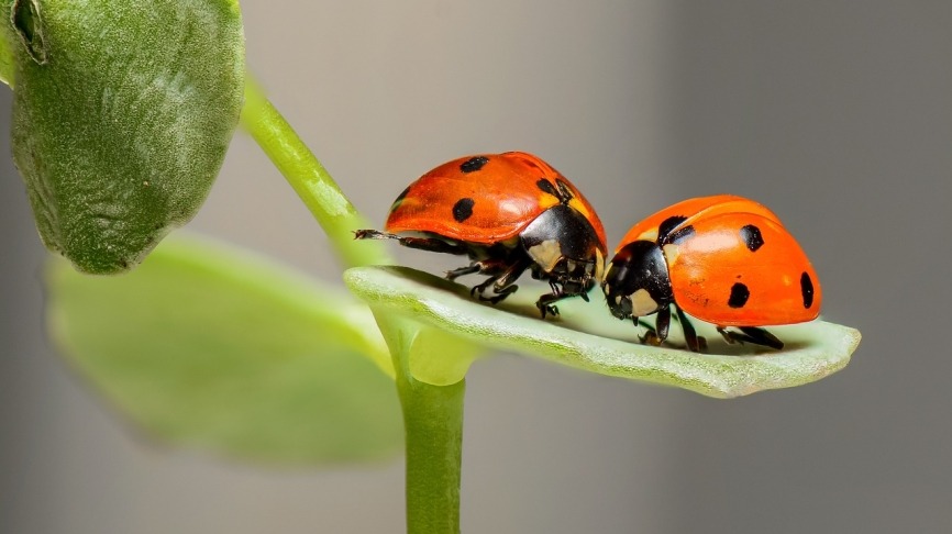 ladybugs-1593406_1280