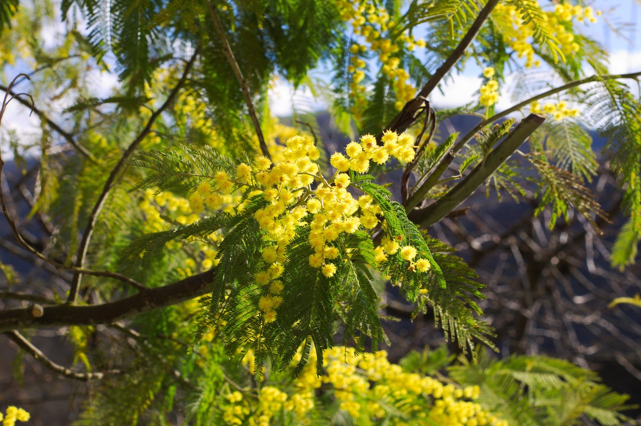 F&#202;TE DU MIMOSAS &#192; BORMES LES MIMOSAS