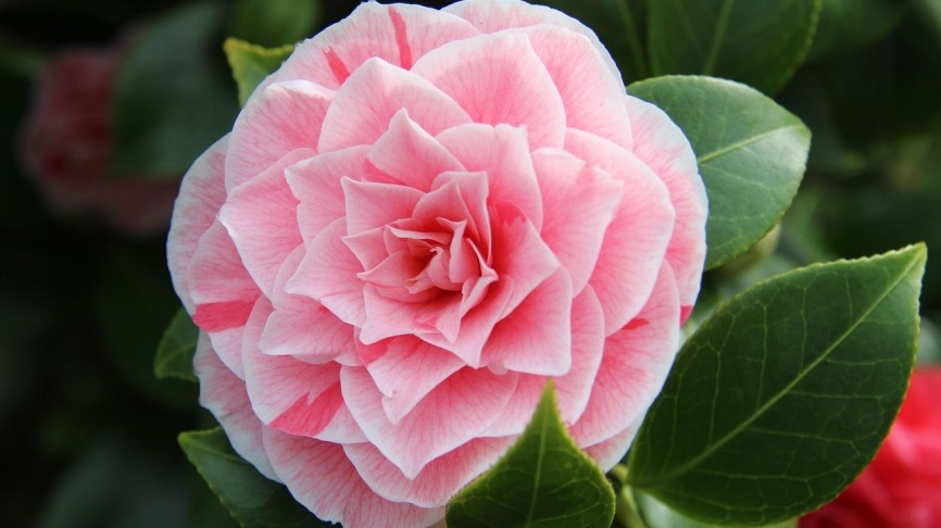 camellia13032261280