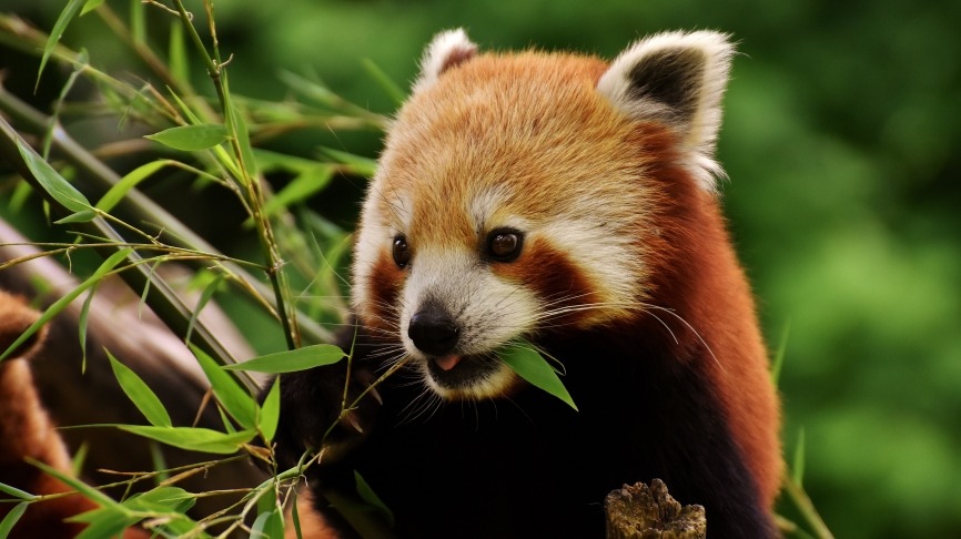 alexas-fotos-little-panda-3503779