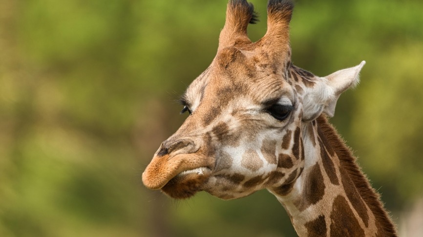 davidosta-giraffe-5767909