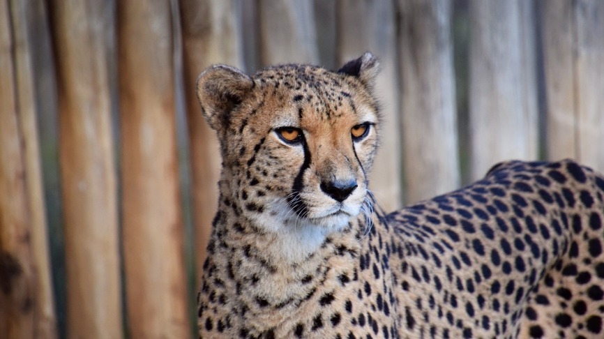 embrose-photography-animal-7237671