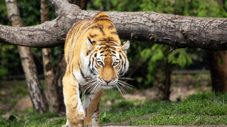 minka2507-tiger-4266440