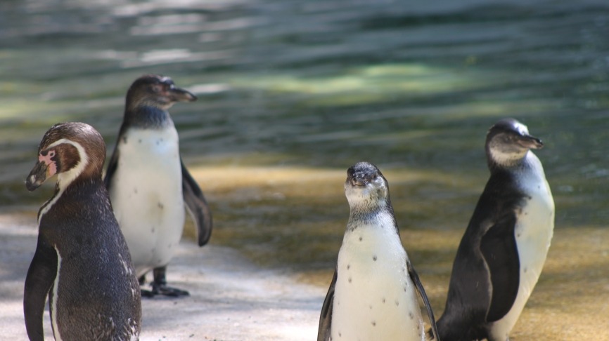 nothingmorenatural63-penguins-7283877