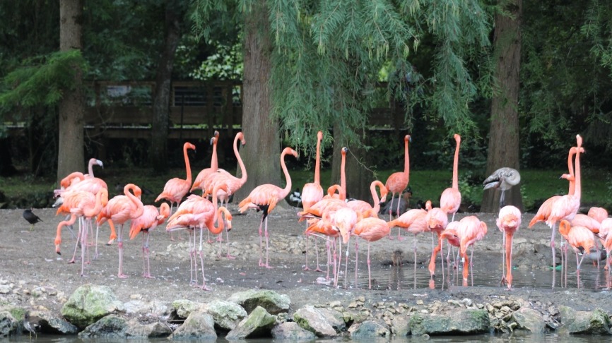 photo48amateur-animals-3738997