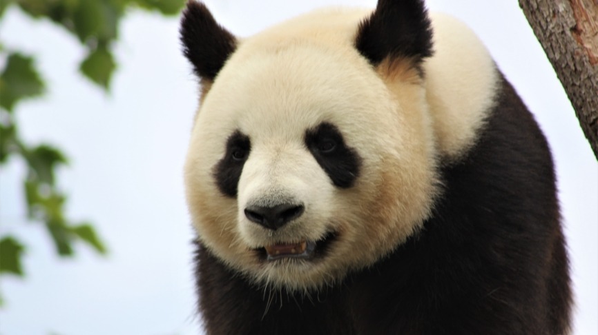 stephaniedelumeau-panda-4123049