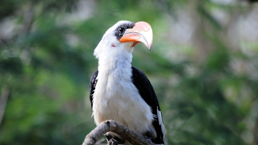 stevebidmead-hornbill-358785