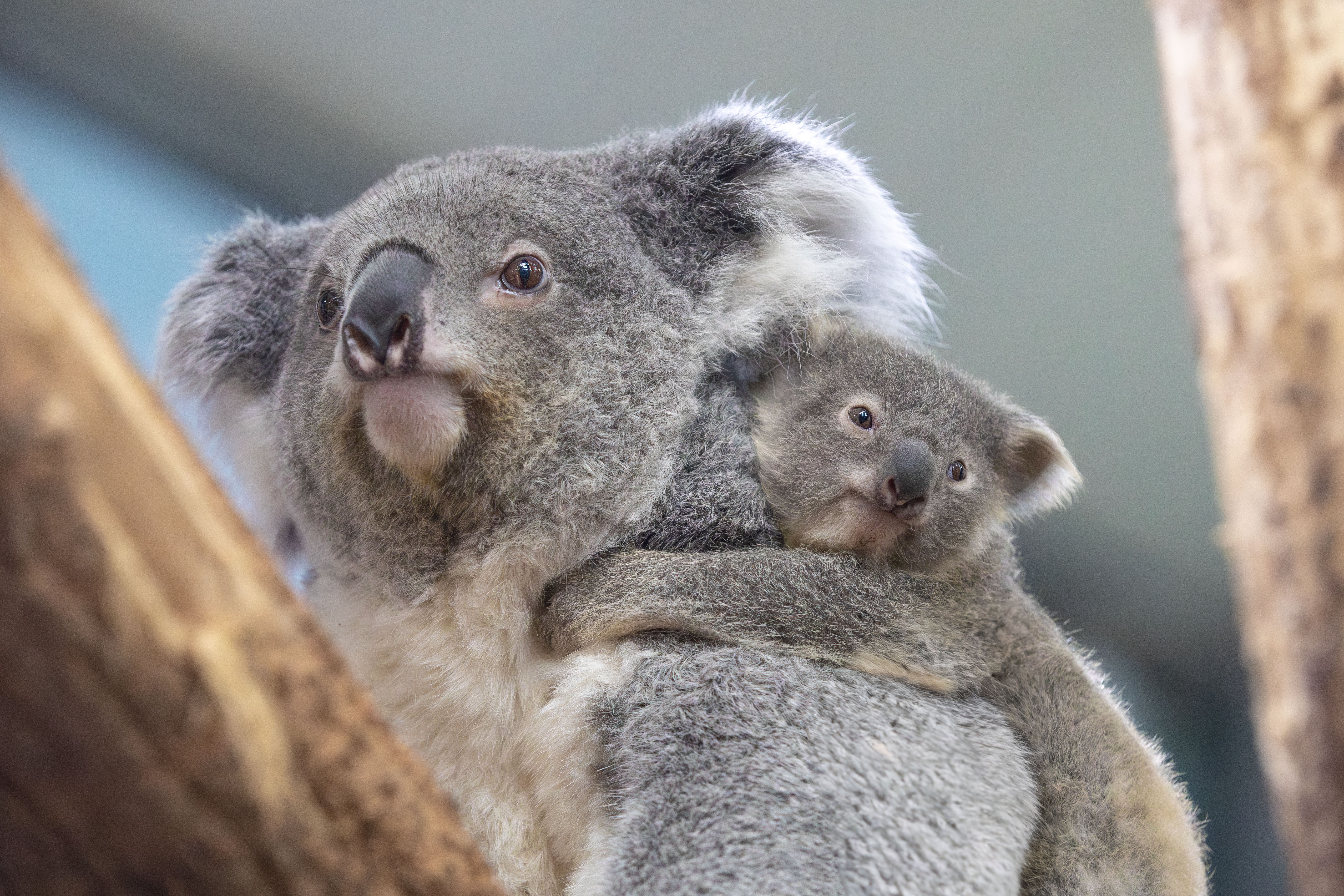 JOURN&#201;E AU ZOO DE BEAUVAL