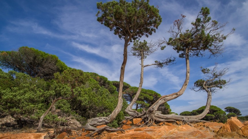 corse