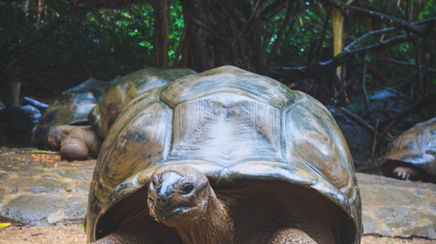 tortue geante